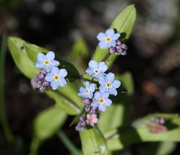 10th May 2014 - Forget-me-not IMG_0225