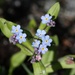 Forget-me-not IMG_0225 by annelis
