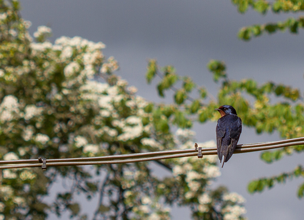 swallow, hawthorn blossom and showery skies by jantan