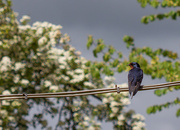 11th May 2014 - swallow, hawthorn blossom and showery skies