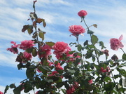15th May 2014 - Pink Rose.
