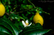 15th May 2014 - Lemon Tree