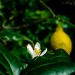Lemon Tree by tonygig