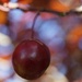 Cherry by mattjcuk