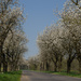 Spring in Poland by gosia