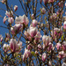 Magnolia by gosia