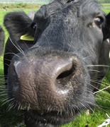 7th Apr 2014 - Cow Nose!