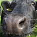 Cow Nose! by motherjane