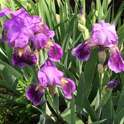 15th May 2014 - Bearded Irises