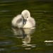 Will I be a beautiful swan? by rosiekind
