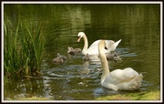 15th May 2014 - The swan family