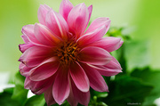 15th May 2014 - Pink flower