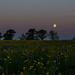 Buttercup moon 15-05 by barrowlane