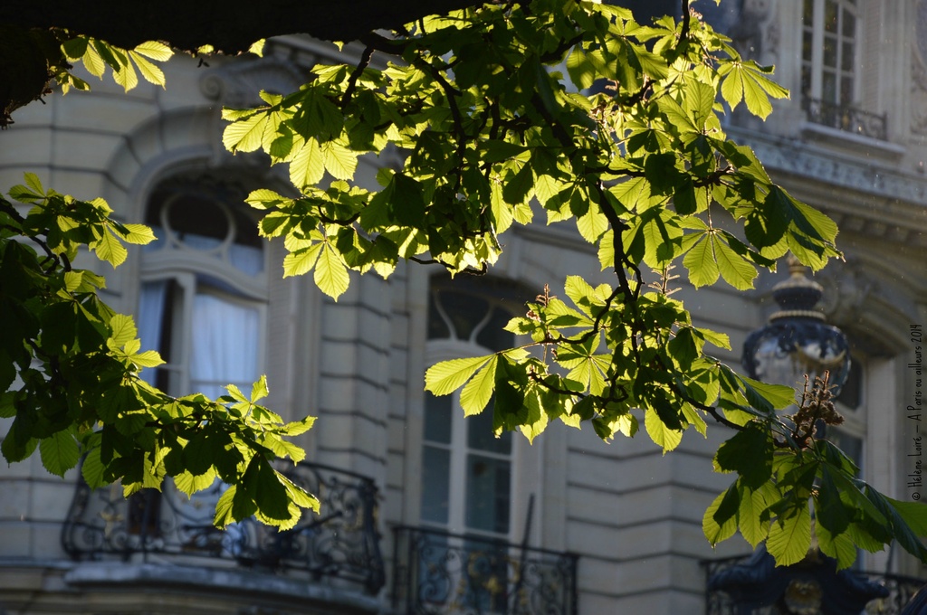sun thru the leaves  by parisouailleurs