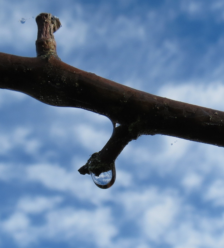 Dewdrops by kiwiflora
