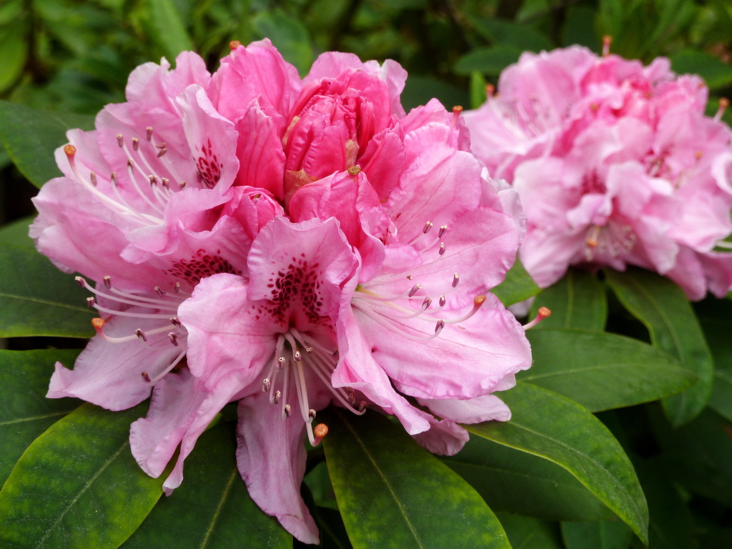Rhododendron by boxplayer