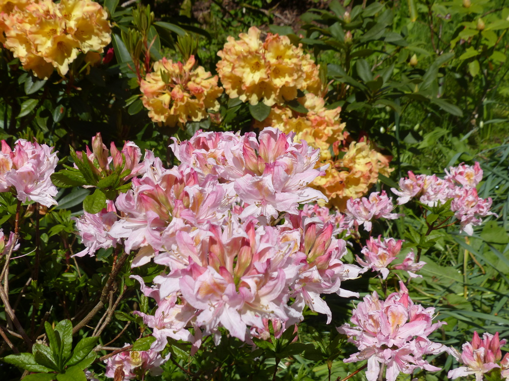  Azalea with Rhododendron in background by susiemc
