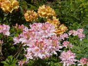 12th May 2014 -  Azalea with Rhododendron in background