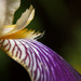 Iris Germanica by leonbuys83
