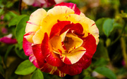 15th May 2014 - Tropical Sunset Rose