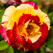 Tropical Sunset Rose by salza