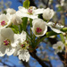 Spring Flowers SOOC by houser934
