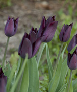 6th May 2014 - Purple Tulips