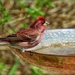 Copper Bird Bath by paintdipper