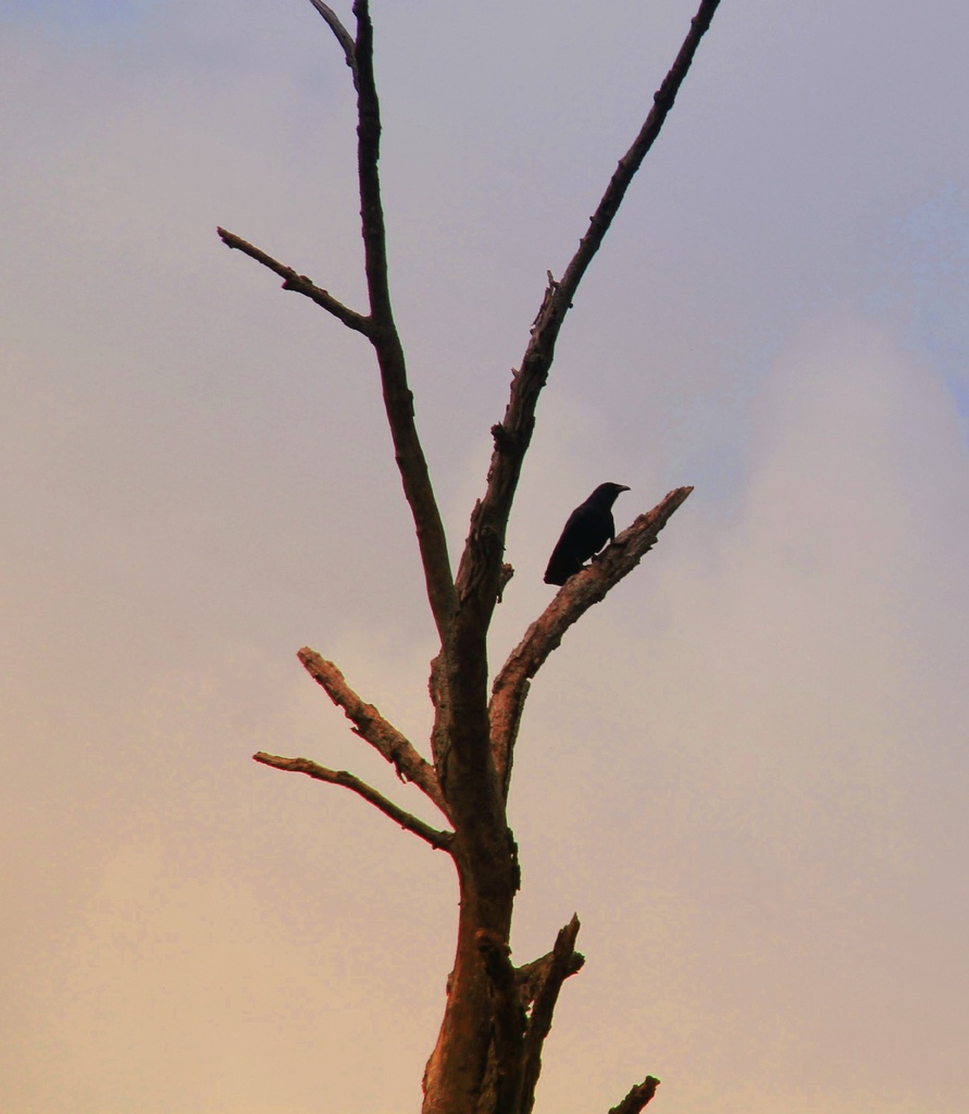 Bird On A Dead Tree by digitalrn