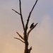 Bird On A Dead Tree by digitalrn