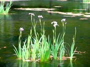 15th May 2014 - Water Irises 