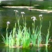 Water Irises  by khawbecker