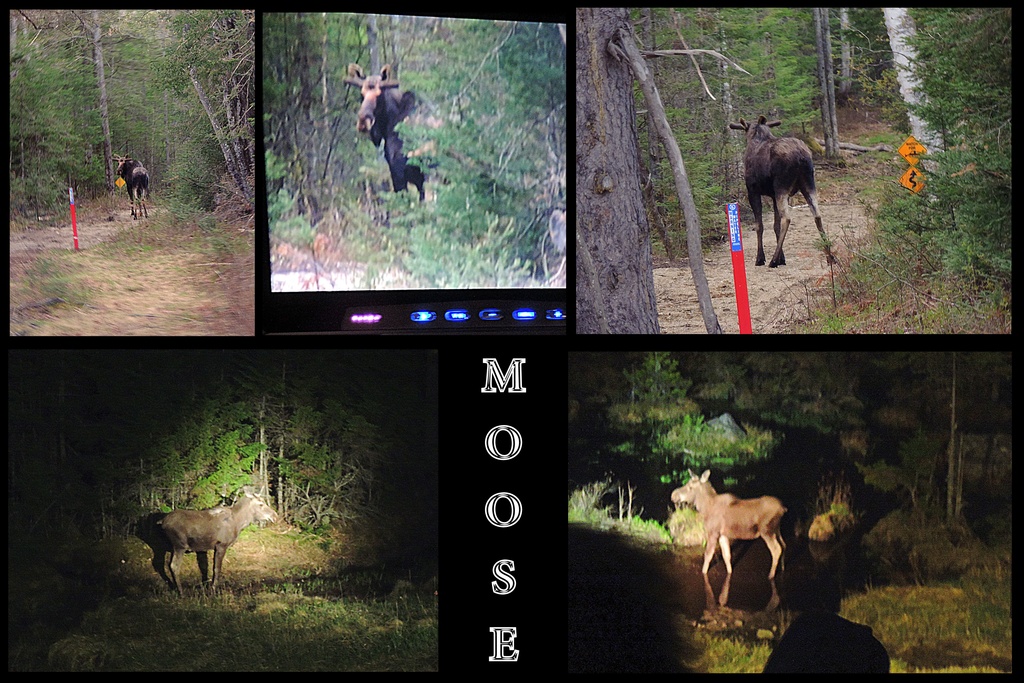 Brake for Moose! by homeschoolmom