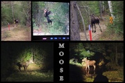 14th May 2014 - Brake for Moose!