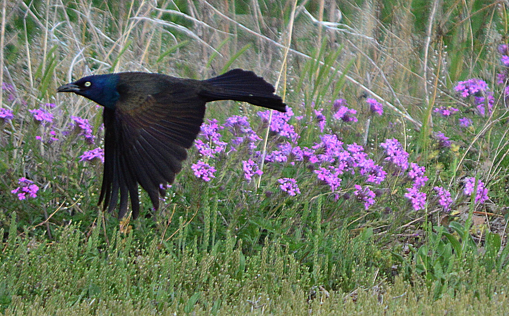 Grackle Near Dame's Rocket by kareenking