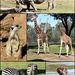 Dubbo Zoo 1 by leestevo