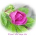 Rosebud by carolmw