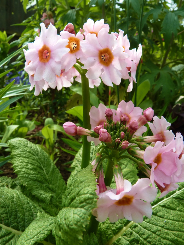 Perfect primula by lellie