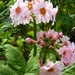 Perfect primula by lellie