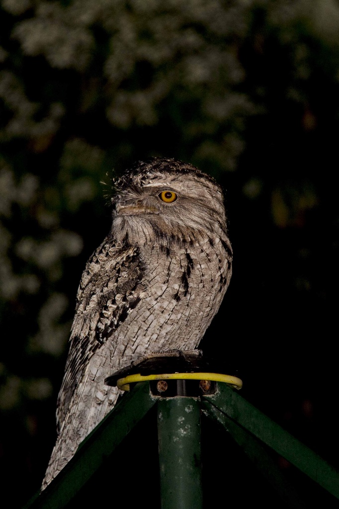 Tawny Frogmouth SOOC by corymbia