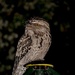 Tawny Frogmouth SOOC by corymbia