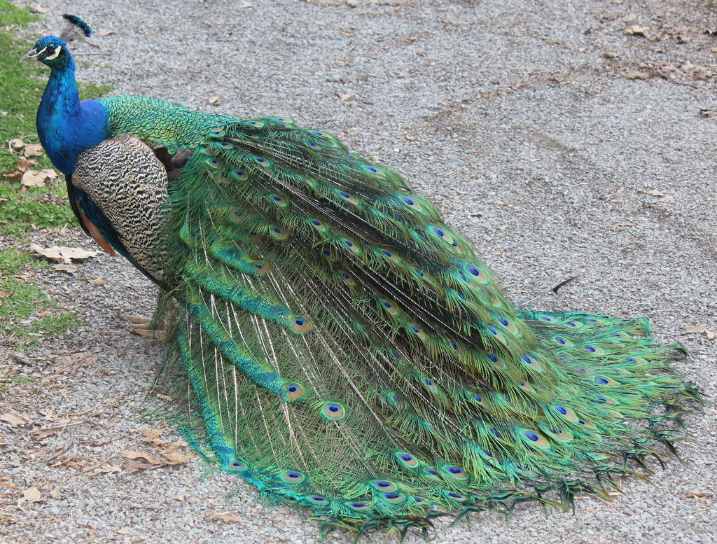 Peacock by randystreat