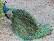 15th May 2014 - Peacock