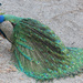 Peacock by randystreat