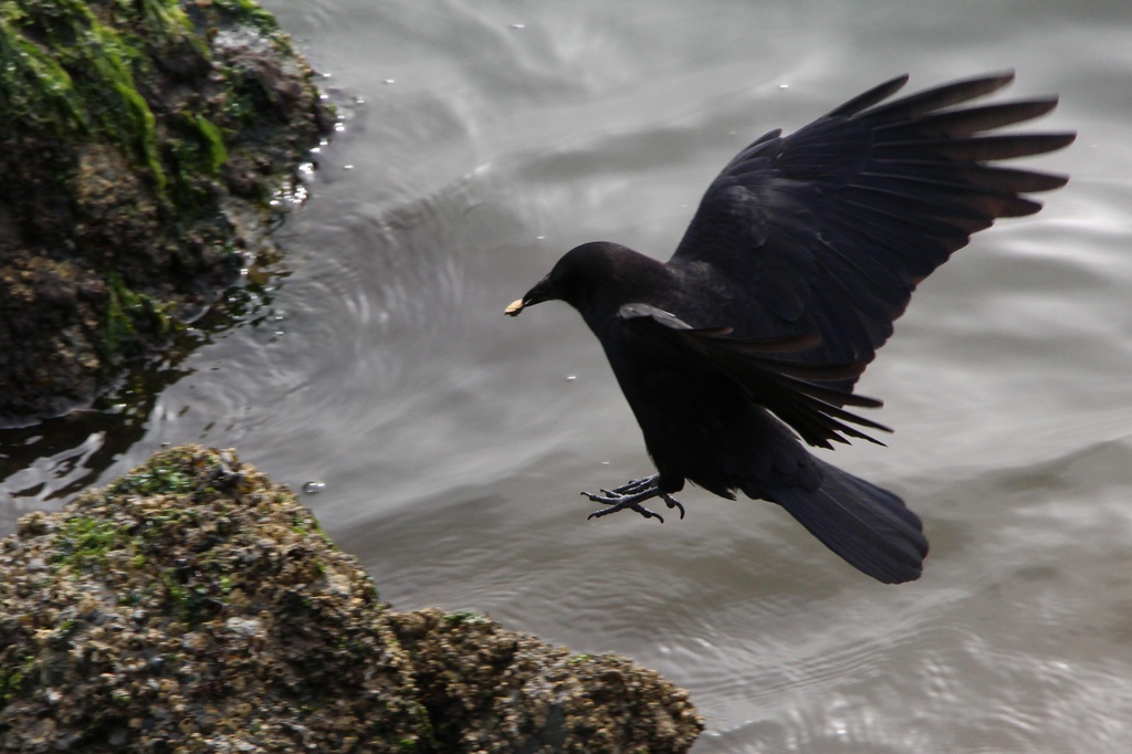 Canadian Fishing Crow by terryliv