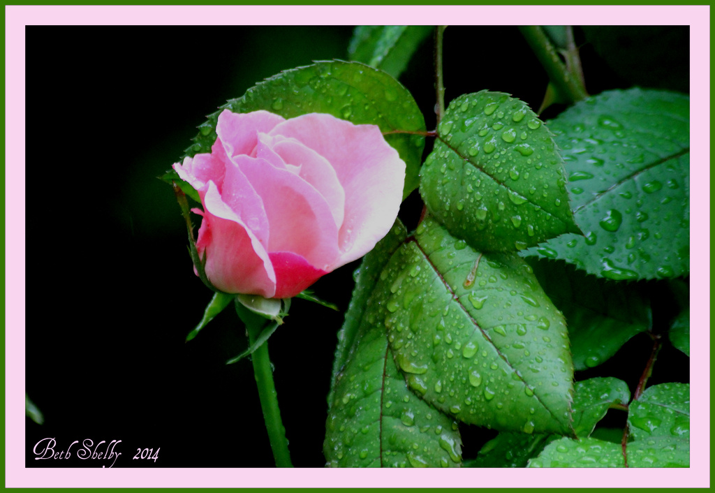 Rose bud in the rain by vernabeth
