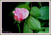 16th May 2014 - Rose bud in the rain