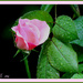 Rose bud in the rain by vernabeth