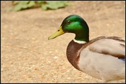 16th May 2014 - Friendly duck