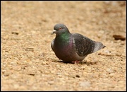 16th May 2014 - Town Pigeon